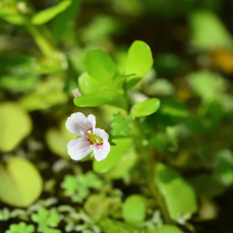 Bacopa Monnieri: Cognitieve Prestaties, Focus en Mentale Helderheid
